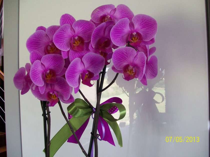 orchidea puzzle online