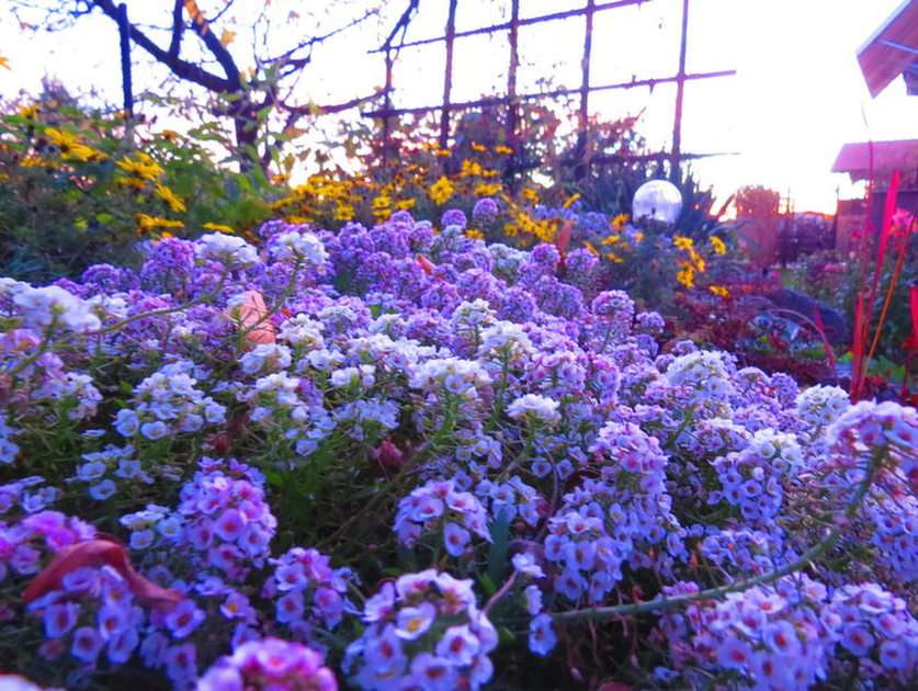 Flores rompecabezas en línea