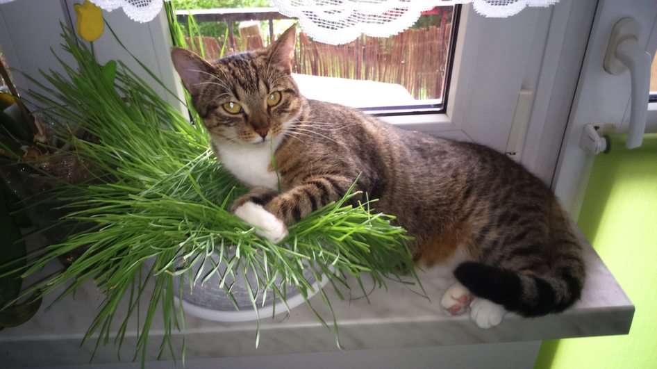 i kattens gräs Pussel online