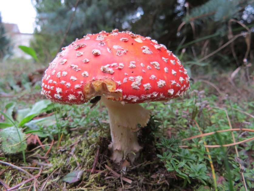Red fly agaric puzzle online from photo