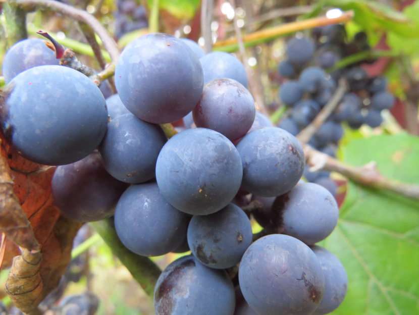 Grape puzzle online from photo