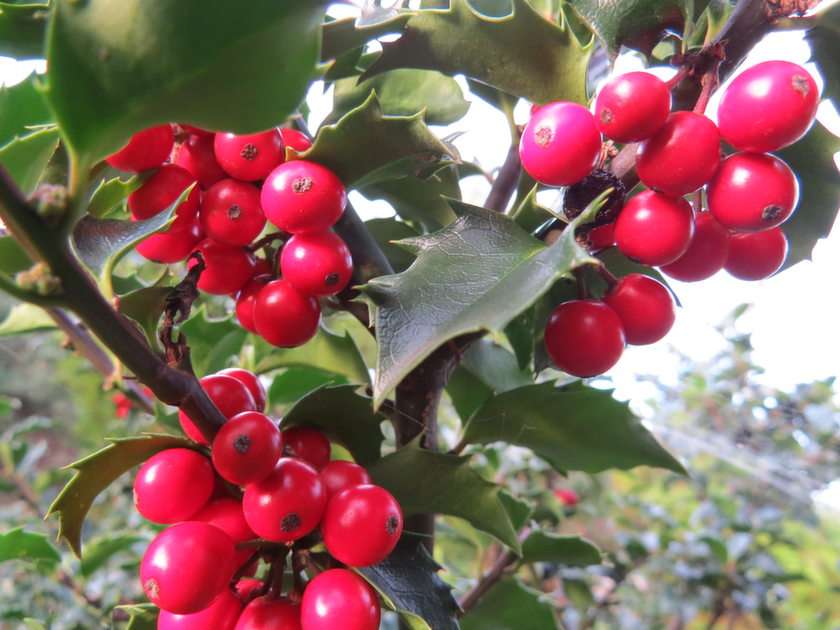 Holly puzzle online