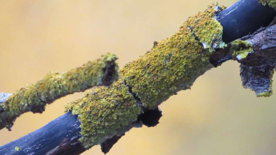 Les lichens puzzle en ligne