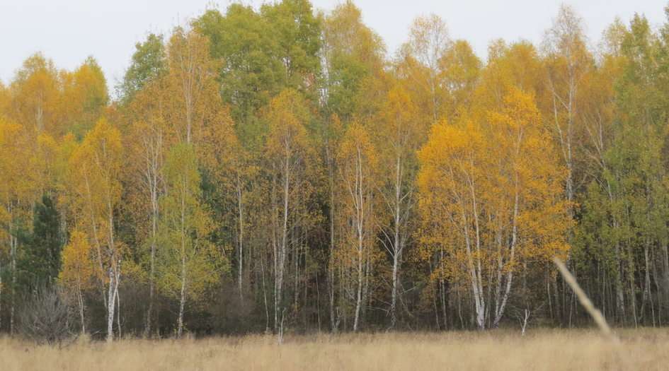 Höstens färger pussel online från foto