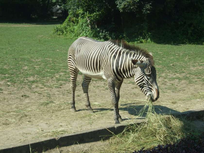 passadeira de zebra puzzle online a partir de fotografia