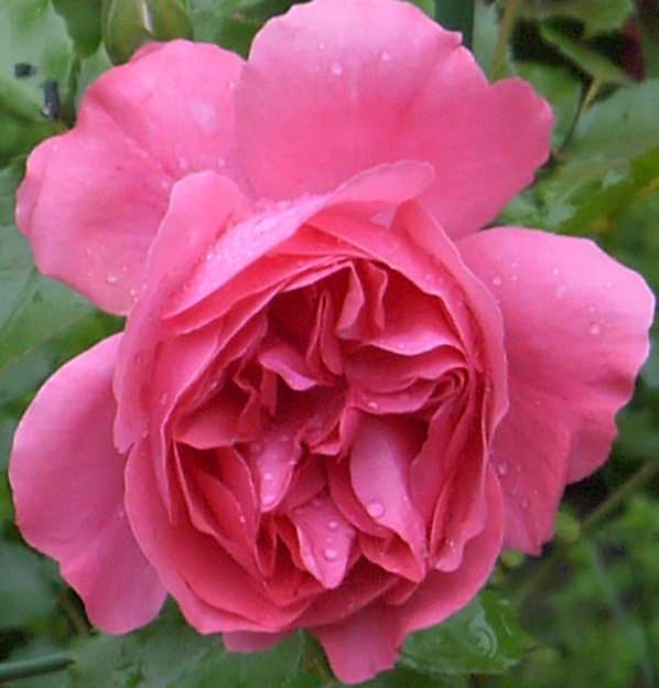 roos puzzel online van foto