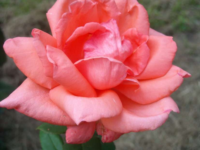 розова роза онлайн пъзел