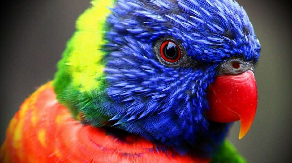 Sällsynt papegoja Pussel online