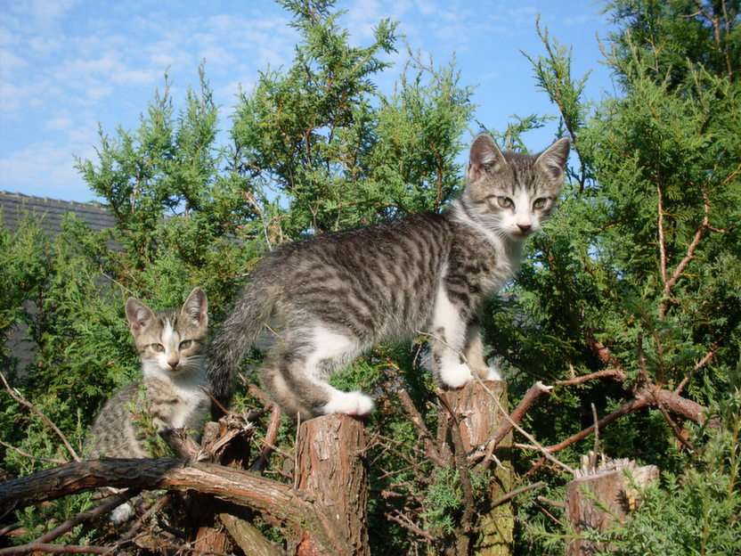 Δύο μικρές γάτες online παζλ