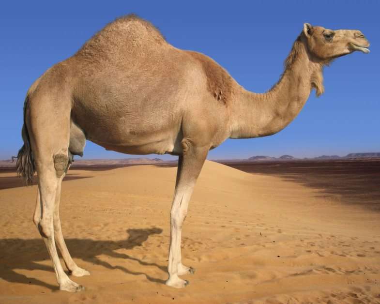 kameel online puzzel
