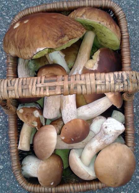 Same boletus puzzle online from photo