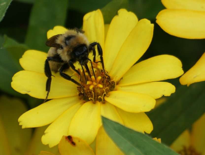 Απασχολημένη μέλισσα online παζλ