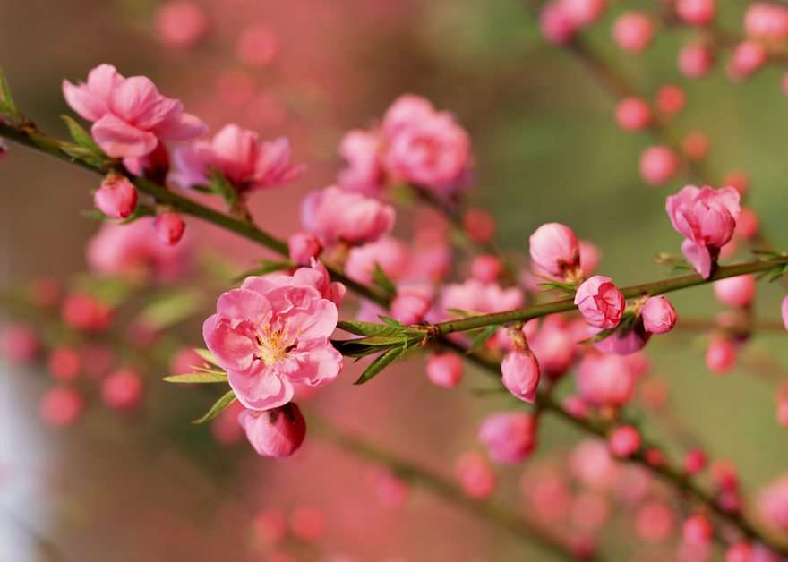 Peach blossom puzzle online from photo