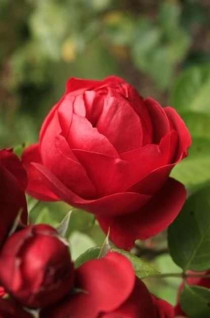 rózsa puzzle online fotóról