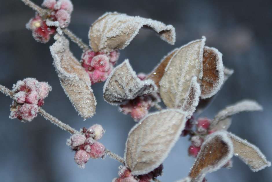 rimfrost pussel online från foto
