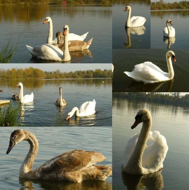 Swans puzzle online from photo