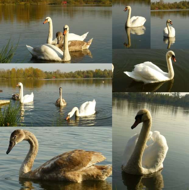 Cisnes puzzle online a partir de foto