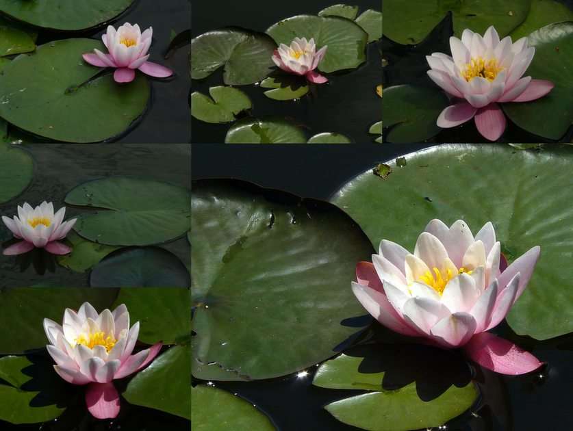 White water lily puzzle online from photo