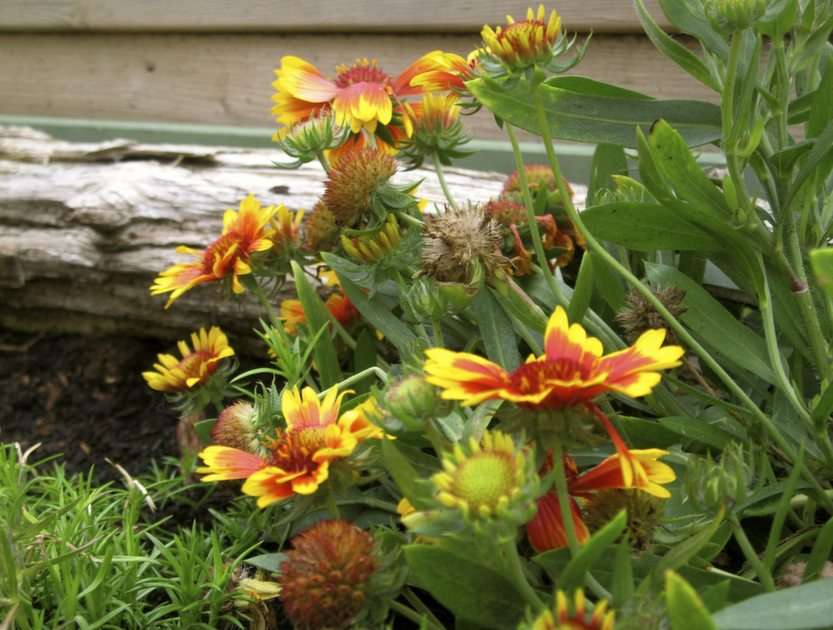 kerti virágok puzzle online fotóról