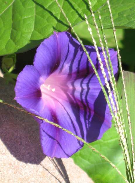 Morning Glory online puzzle