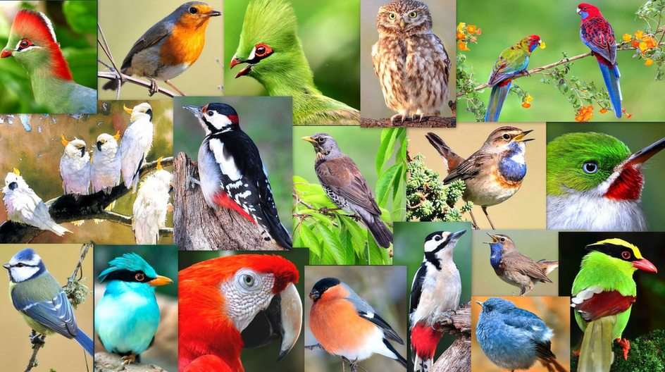 De vogels online puzzel