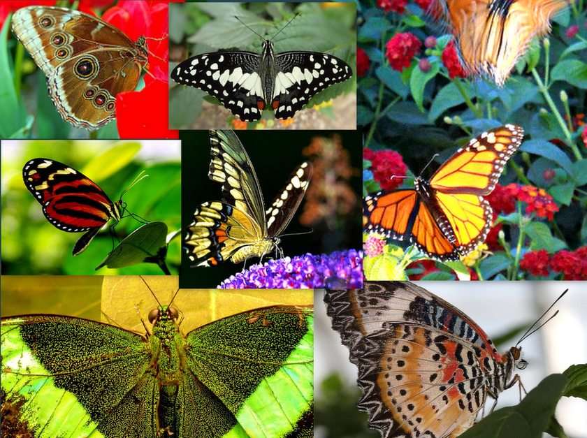 Butterflies puzzle online from photo