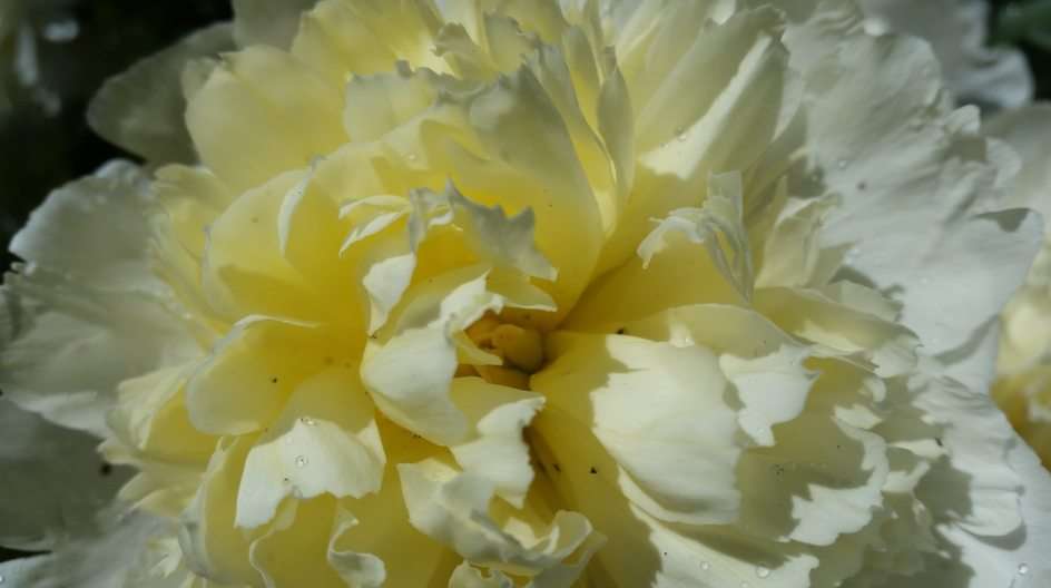 pünkösdi rózsa puzzle online fotóról