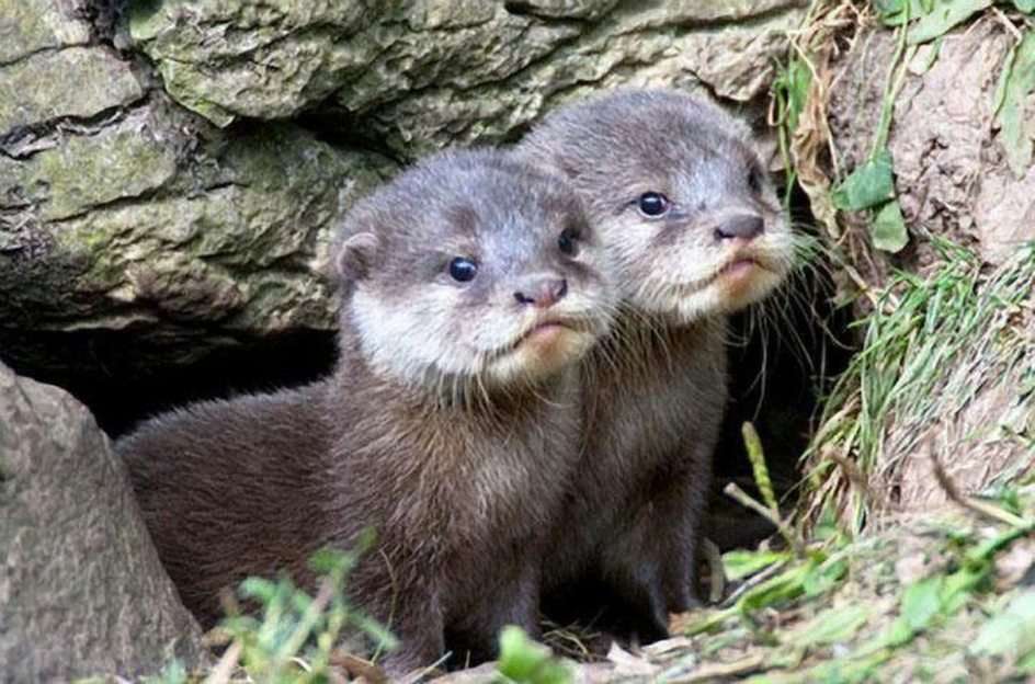 Otter Online-Puzzle