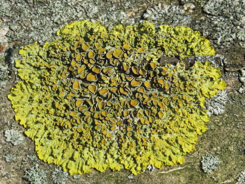 Lichens puzzle online from photo