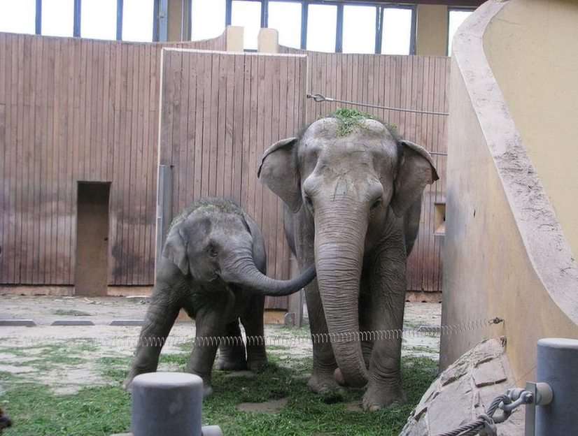 Elefanter. pussel online från foto