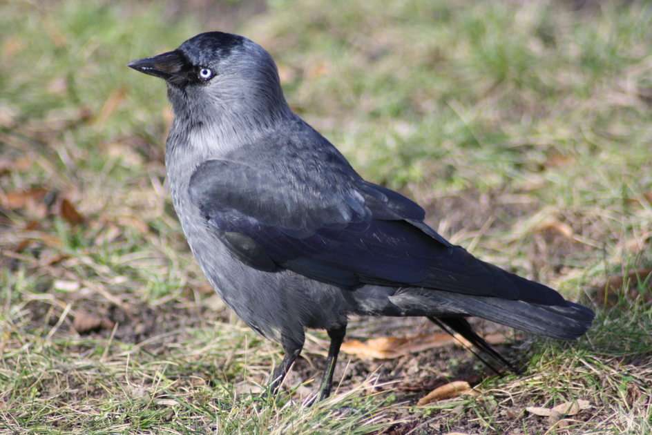 jackdaw puzzle online from photo