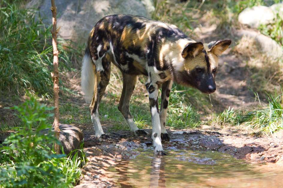painted dog puzzle online from photo