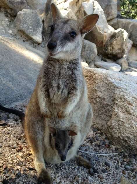 kangaroo online puzzle