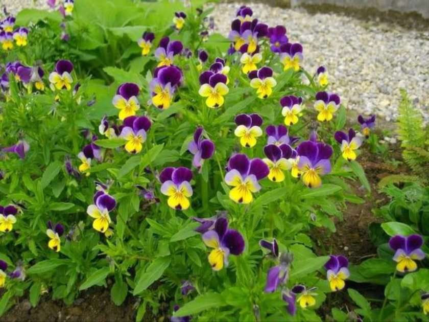 Violett tricolor Pussel online