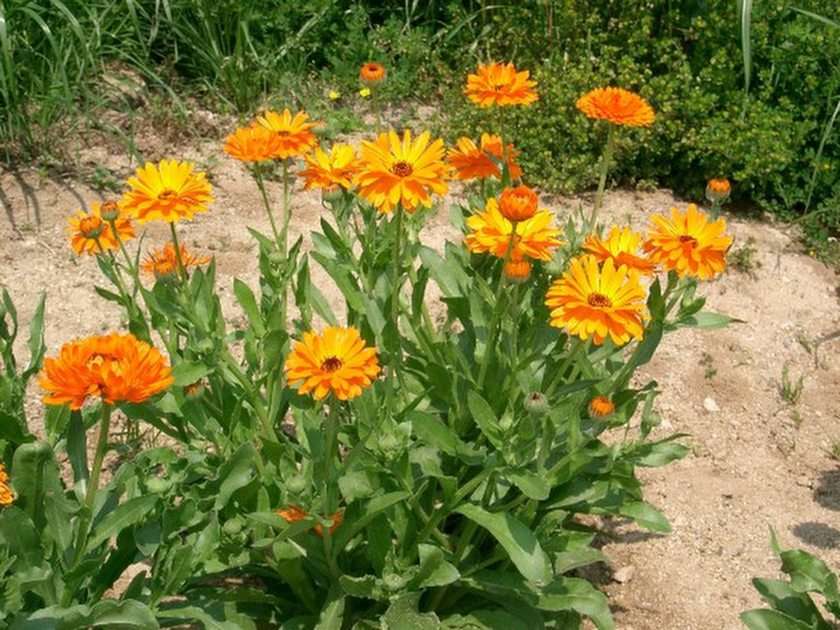 calendula puzzle online from photo