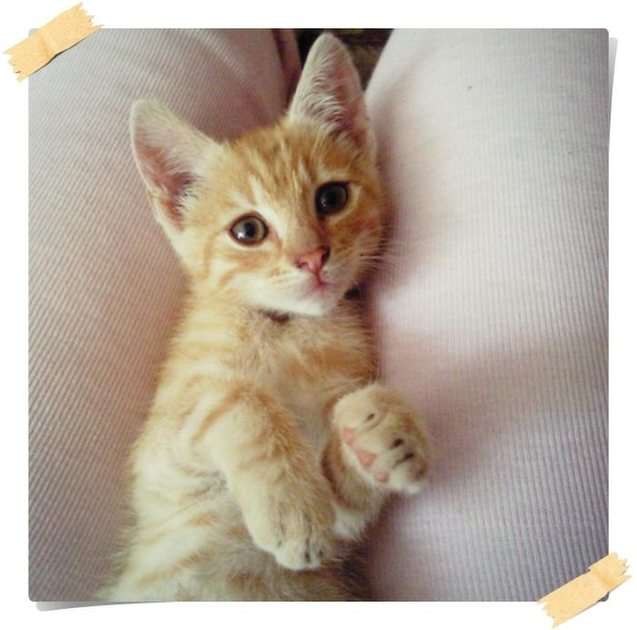 Röd kattunge pussel online från foto