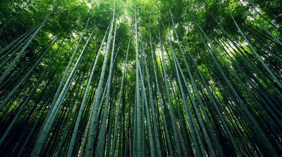 Bambusz erdő online puzzle