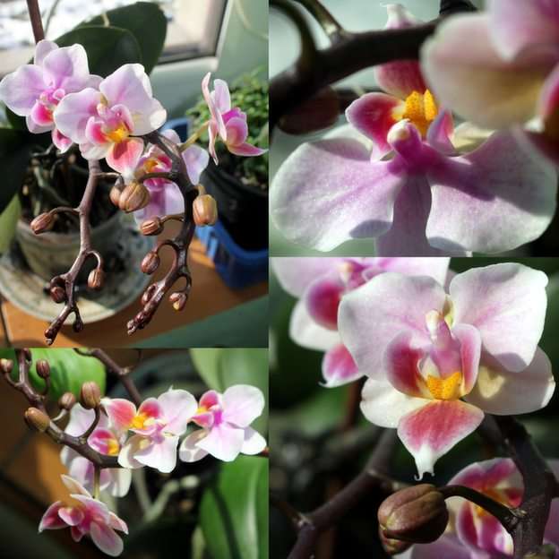 orquídea rompecabezas en línea