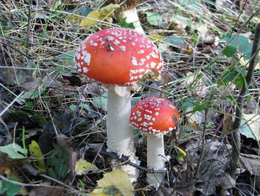 Fly agarics. online puzzle