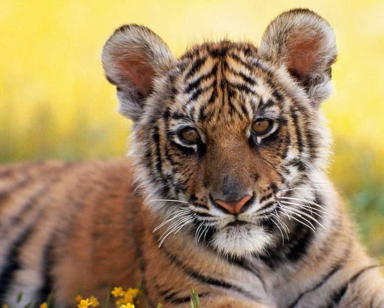 Filhote de tigre puzzle online a partir de fotografia
