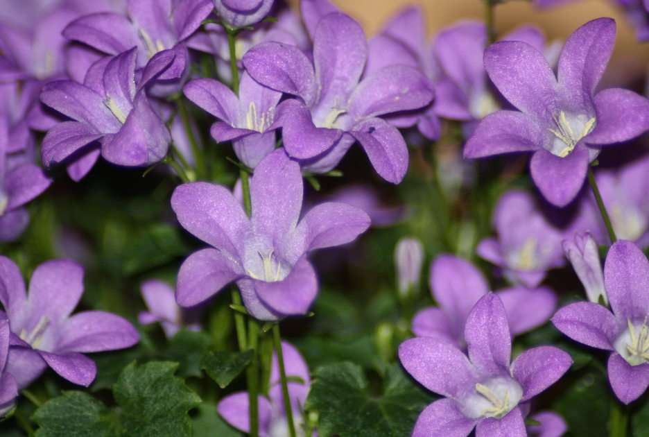 campanula puzzle online from photo