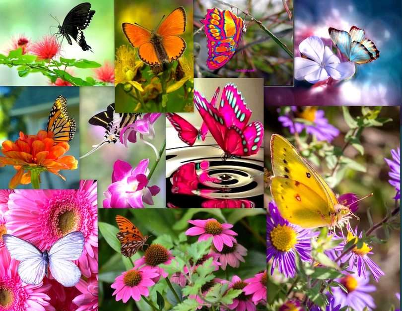 Papillons puzzle en ligne
