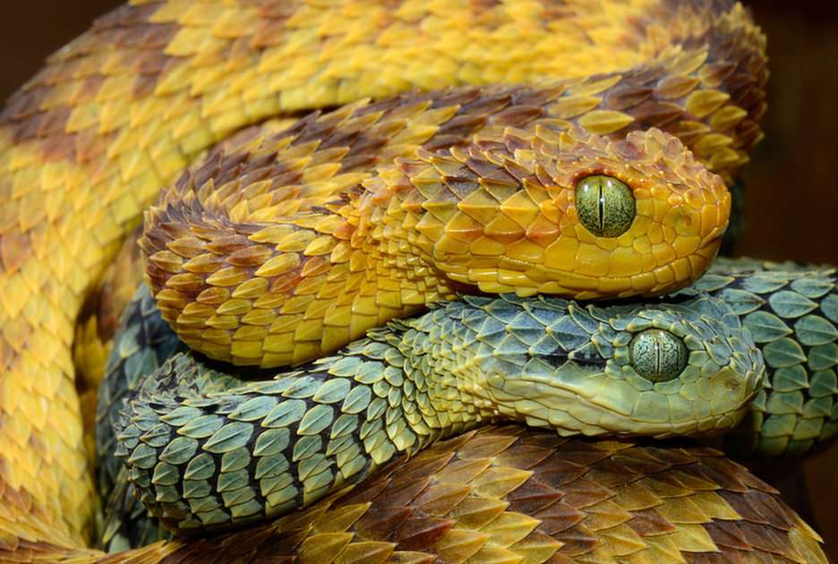 Hairy Bush Viper puzzle online from photo