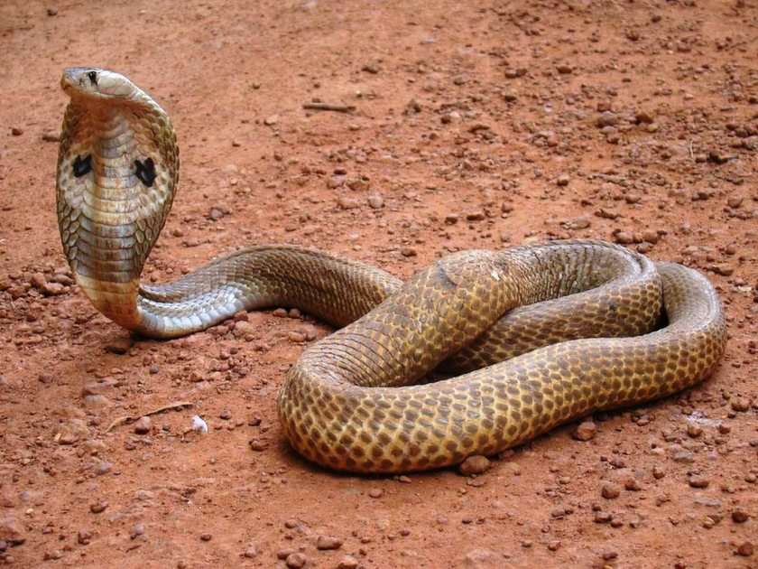 Змия онлайн пъзел от снимка