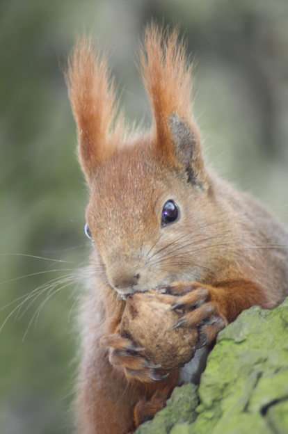 scoiattolo puzzle online da foto
