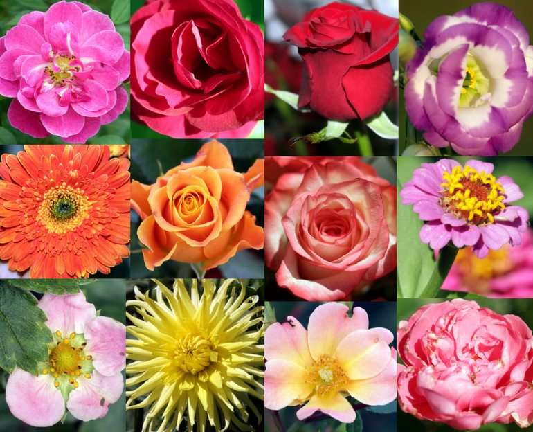 blommor collage Pussel online