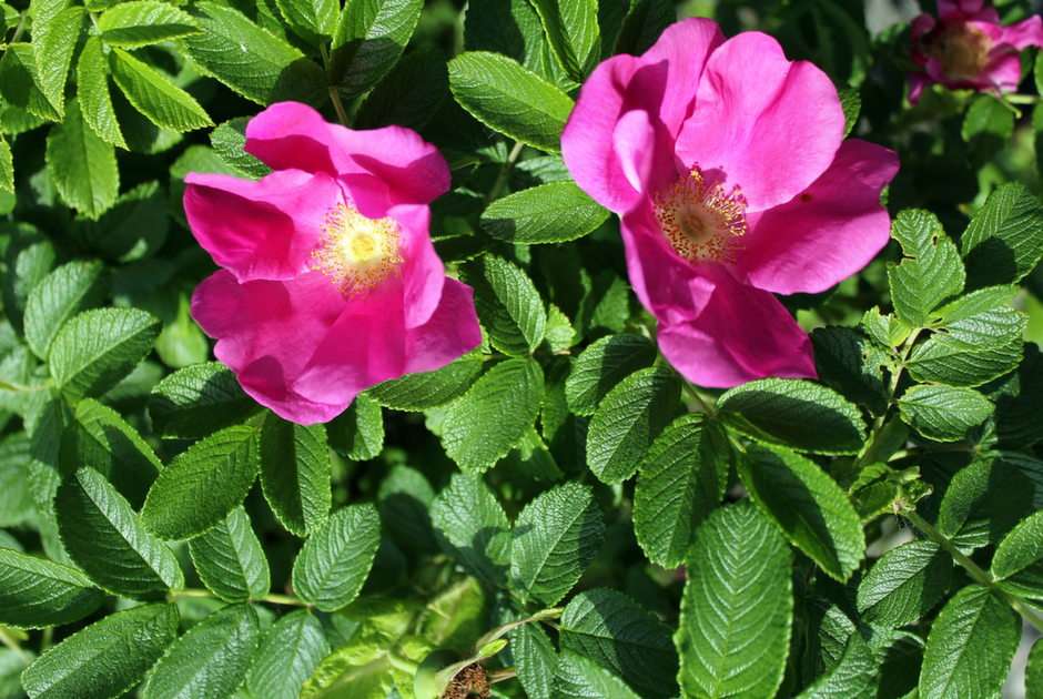divoká růže online puzzle