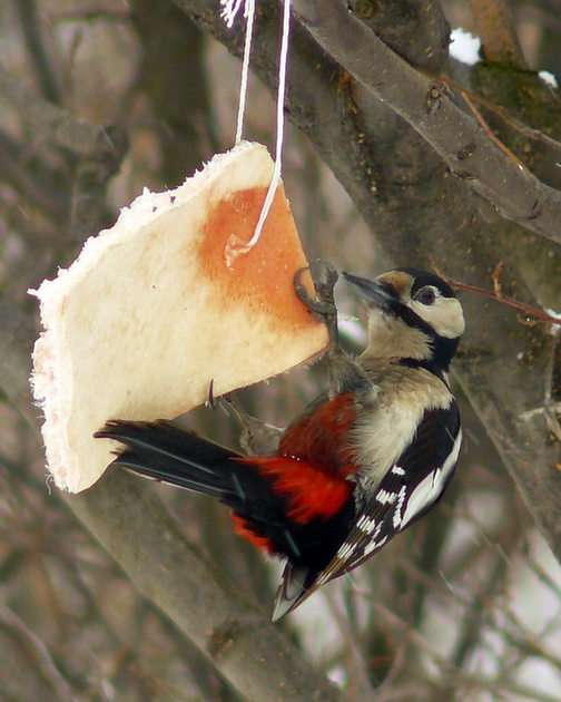 woodpecker puzzle online from photo