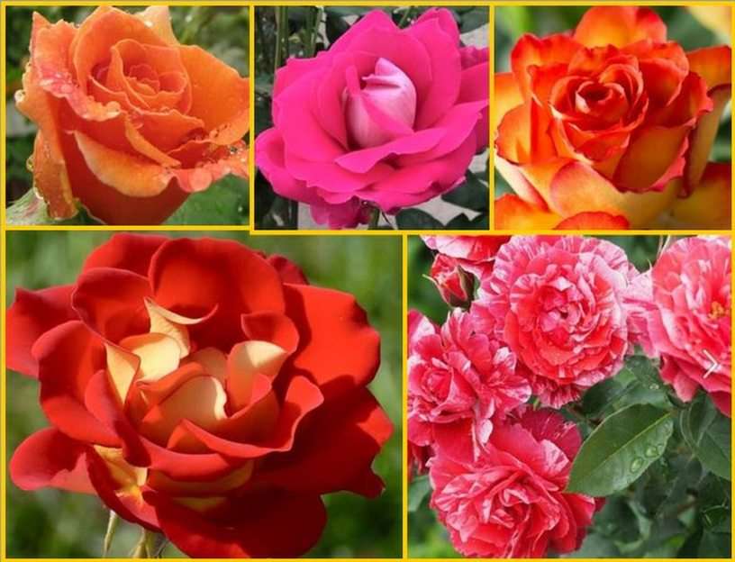Rosas puzzle online