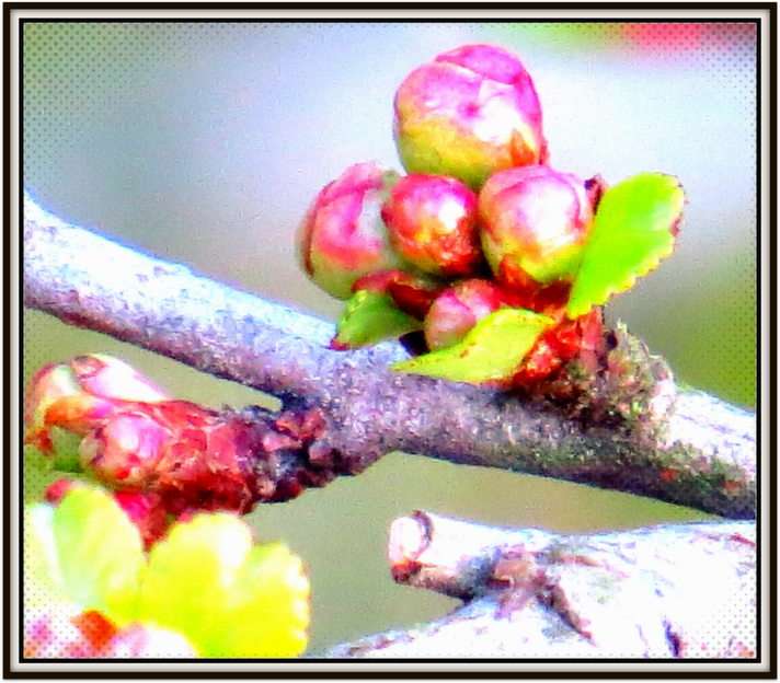Quince buds puzzle online from photo
